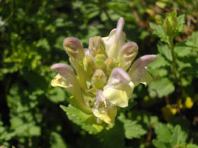 Scutellaria alpina 'flava'